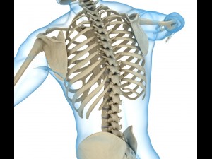 human skeleton and body rigged Model 3D