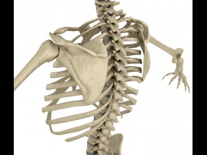 human skeleton and body rigged Model 3D