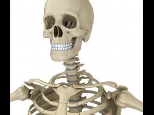 human skeleton and body rigged 3D Model