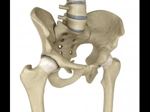 human skeleton and body rigged 3D Model