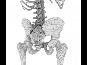 human skeleton and body rigged Model 3D