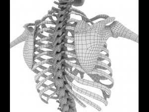 human skeleton and body rigged 3D Model