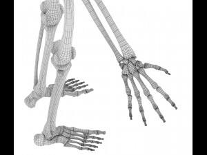 human skeleton and body rigged Model 3D