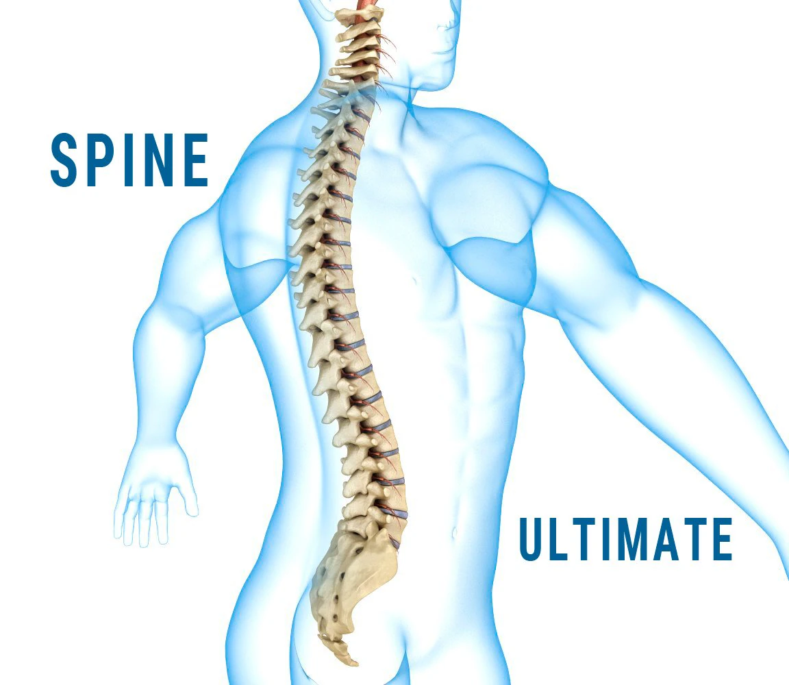 human spine with spinal cord and body 3D Model .c4d .max .obj .3ds .fbx .stl .blend