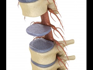human spine with spinal cord and body 3D Model