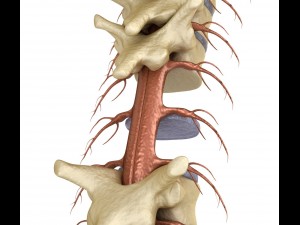 human spine with spinal cord and body 3D Model