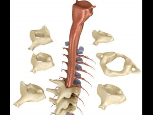 human spine with spinal cord and body 3D Model