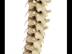 human spine with spinal cord and body 3D Model