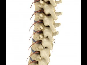 human spine with spinal cord and body 3D Model