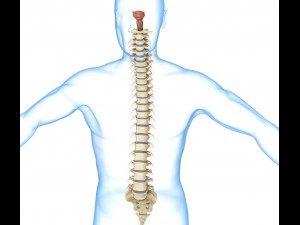 human spine with spinal cord and body 3D Model