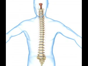human spine with spinal cord and body 3D Model