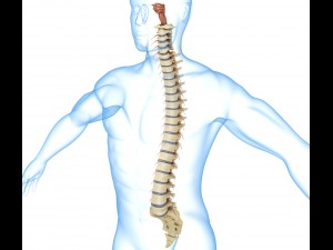 human spine with spinal cord and body 3D Model