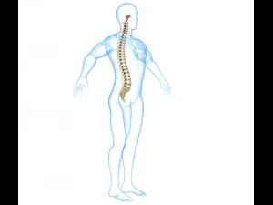 human spine with spinal cord and body 3D Model