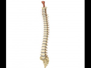 human spine with spinal cord and body 3D Model