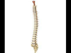 human spine with spinal cord and body 3D Model