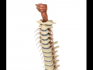 human spine with spinal cord and body 3D Model