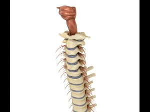 human spine with spinal cord and body 3D Model