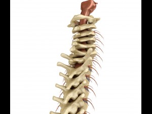 human spine with spinal cord and body 3D Model