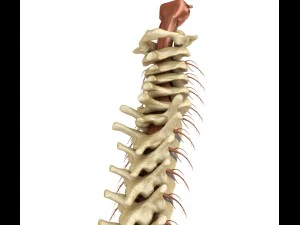 human spine with spinal cord and body 3D Model