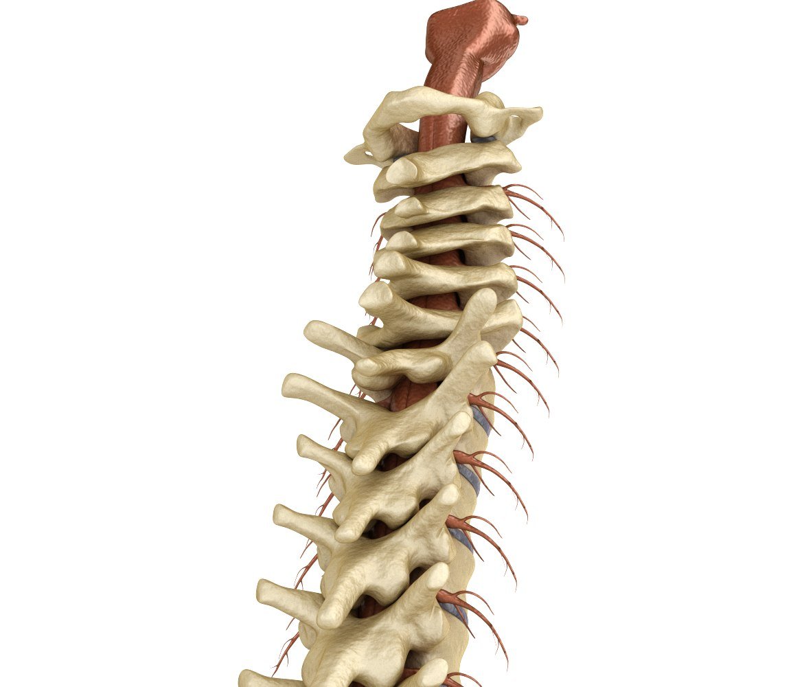Позвоночник человека и ноги. Позвоночник и спинной мозг. Позвоночник человека со3 позвонок. Позвоночник с нервами. Позвоночник защищает спинной мозг.
