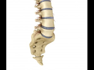 human spine with spinal cord and body 3D Model