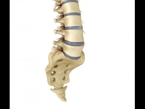 human spine with spinal cord and body 3D Model