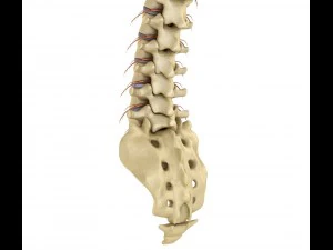 human spine with spinal cord and body 3D Model