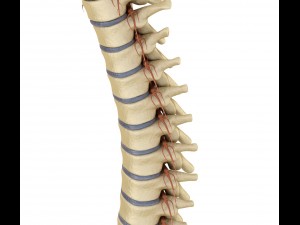 human spine with spinal cord and body 3D Model