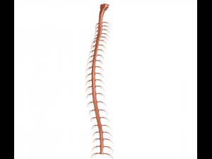 human spine with spinal cord and body 3D Model