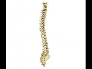 human spine with spinal cord and body 3D Model