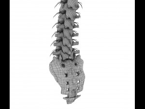human spine with spinal cord and body 3D Model