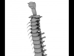 human spine with spinal cord and body 3D Model