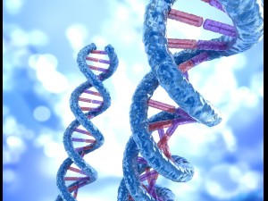 dna strand molecule concept human anatomy 3D Model