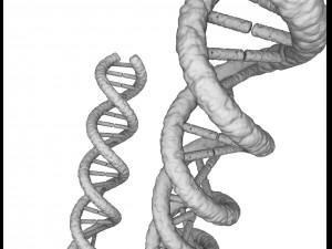 dna strand molecule concept human anatomy Modèle 3D