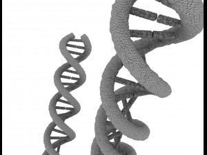 dna strand molecule concept human anatomy Modèle 3D