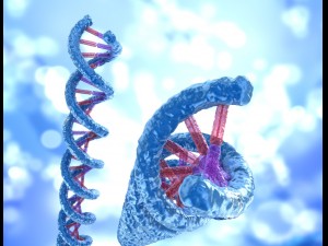 dna strand molecule concept human anatomy Modèle 3D