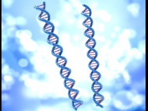 dna strand molecule concept human anatomy Modèle 3D