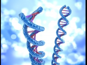 dna strand molecule concept human anatomy Modèle 3D