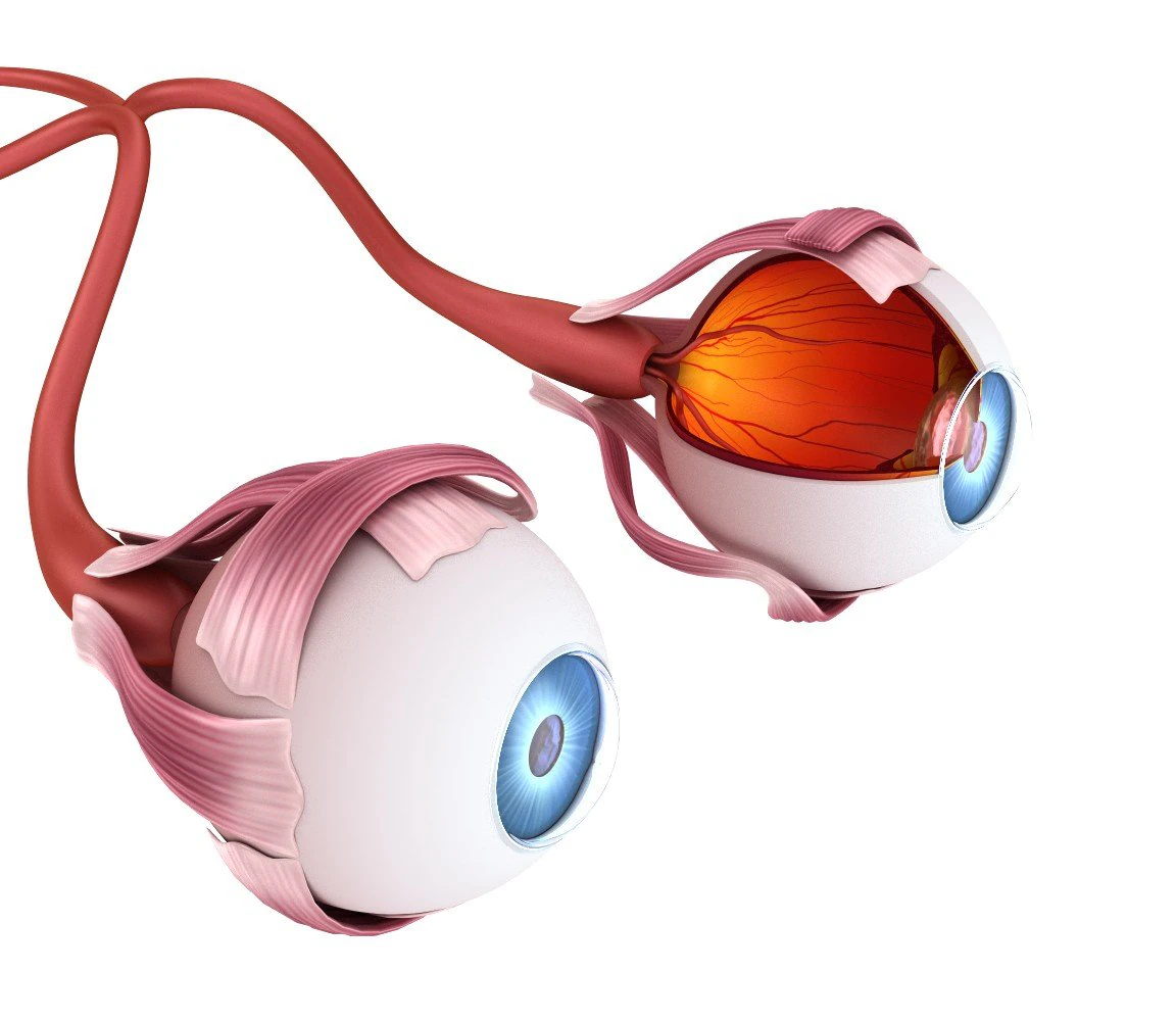 eye anatomy - inner structure 3D Model .c4d .max .obj .3ds .fbx .stl .blend 