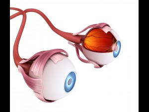 eye anatomy - inner structure 3D Model