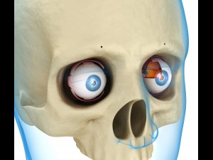 eye anatomy - inner structure Modèle 3D