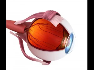 eye anatomy - inner structure 3D Model