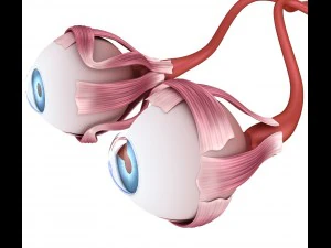 eye anatomy - inner structure 3D Model