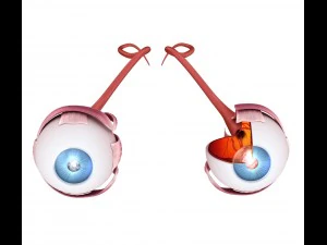 eye anatomy - inner structure 3D Model