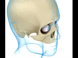 eye anatomy - inner structure 3D Model