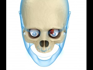 eye anatomy - inner structure Modèle 3D