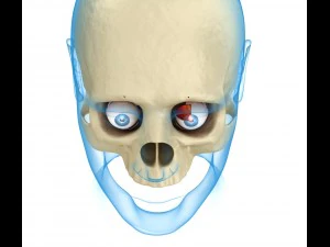 eye anatomy - inner structure 3D Model