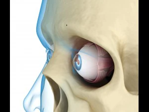 eye anatomy - inner structure 3D Model