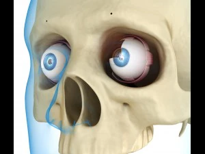 eye anatomy - inner structure 3D Model