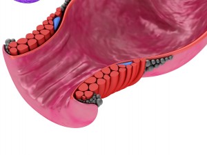 human anatomy rectum and hemorrhoids 3D Model